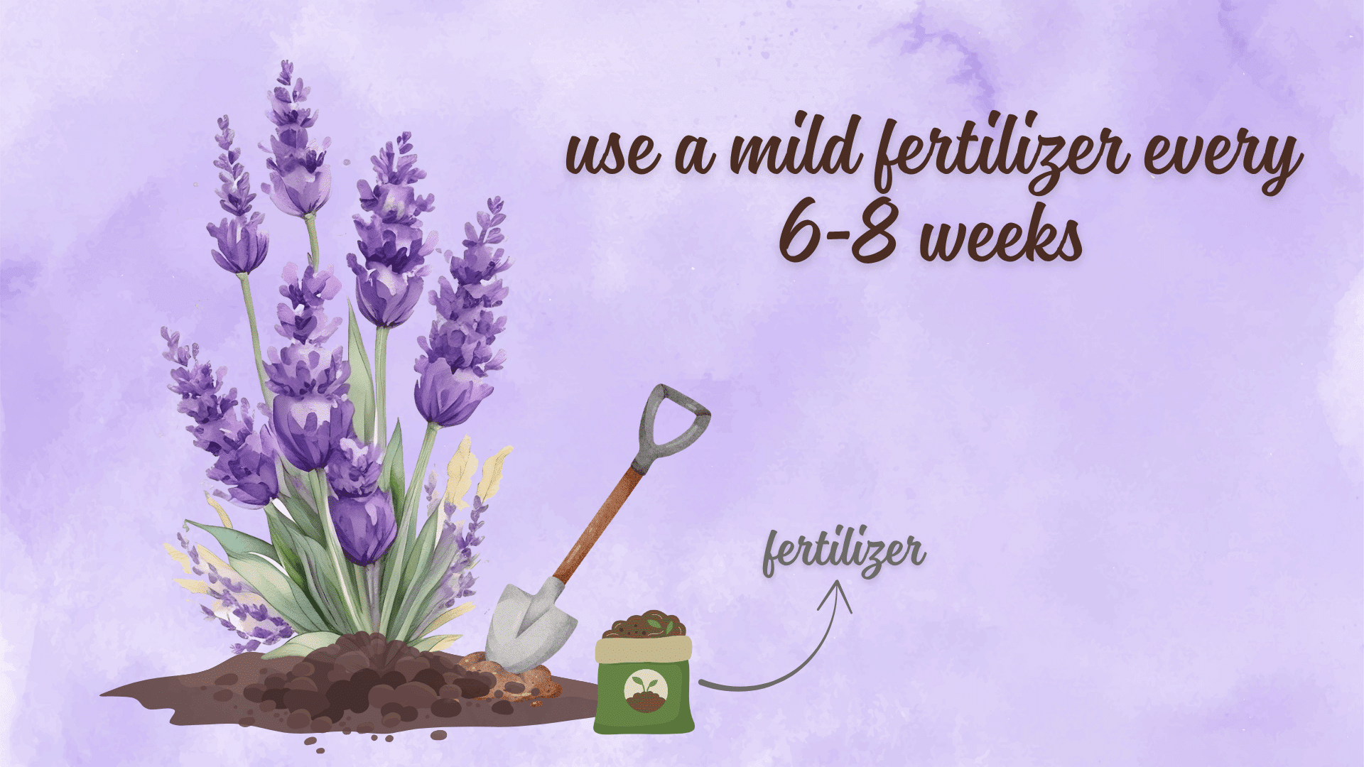 fertilize every 6 8 weeks