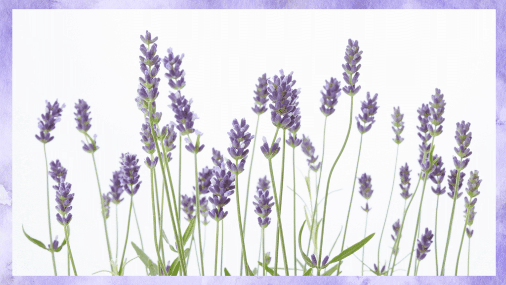 fertilizer for lavender