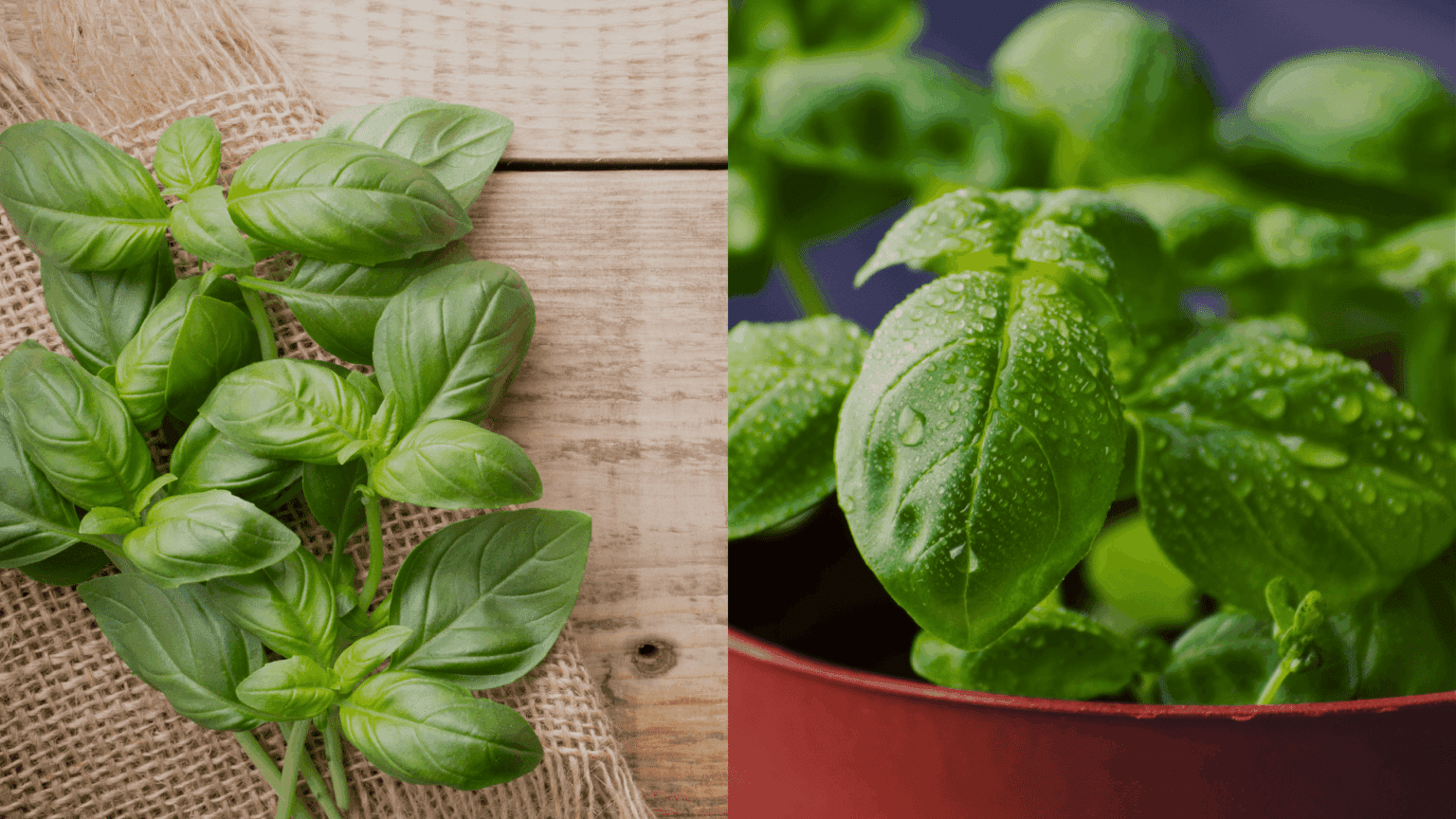 growing basil in pots