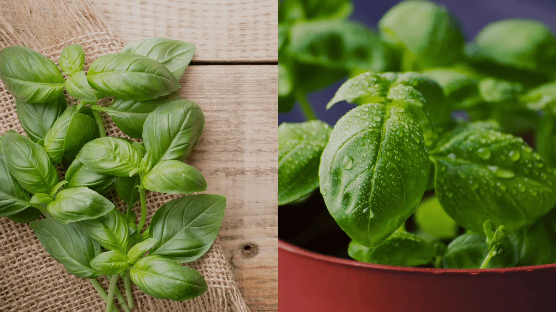 growing basil in pots