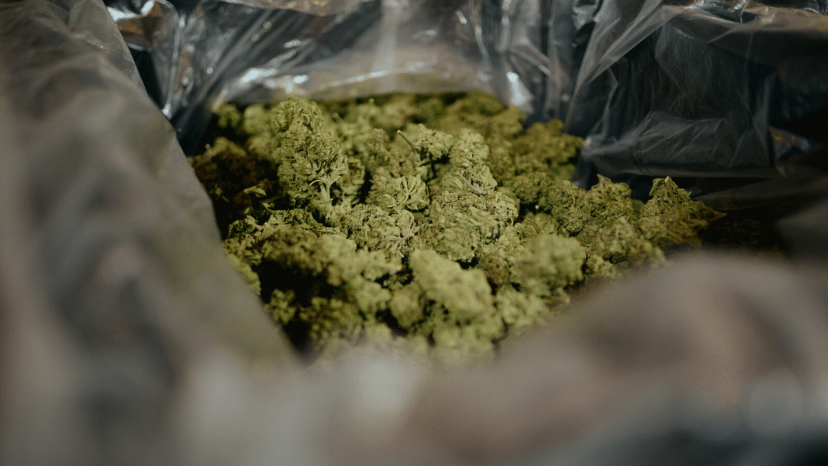 how can you tell if your weed was sprayed