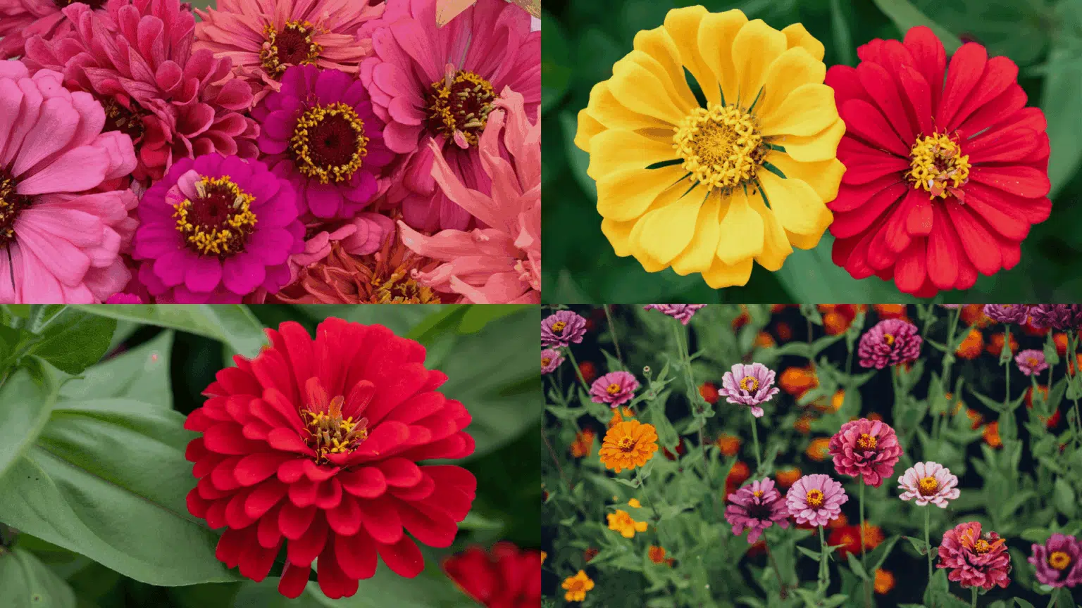 Colorful zinnia flowers in shades of pink, yellow, and red blooming together, showing how tall do zinnias grow in a garden
