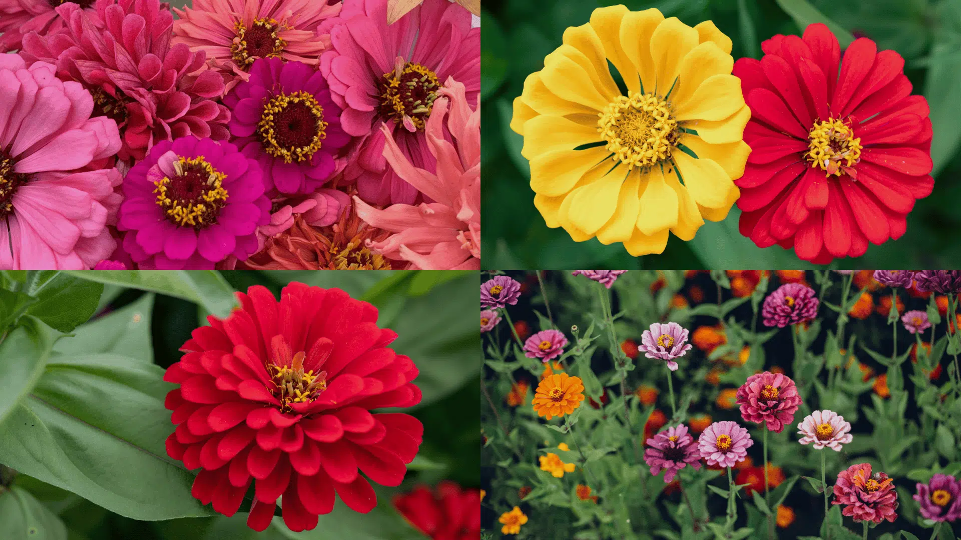 how tall do zinnias grow