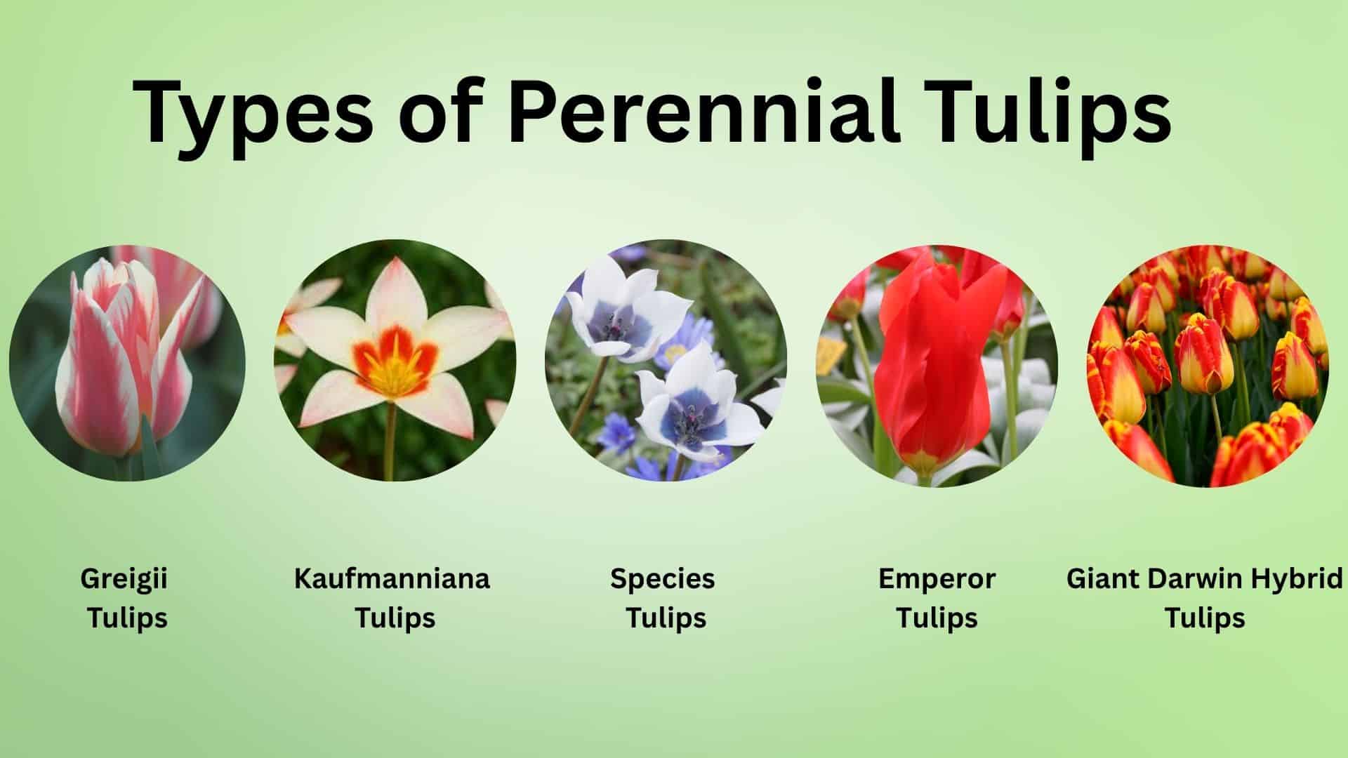 perennial tulips types