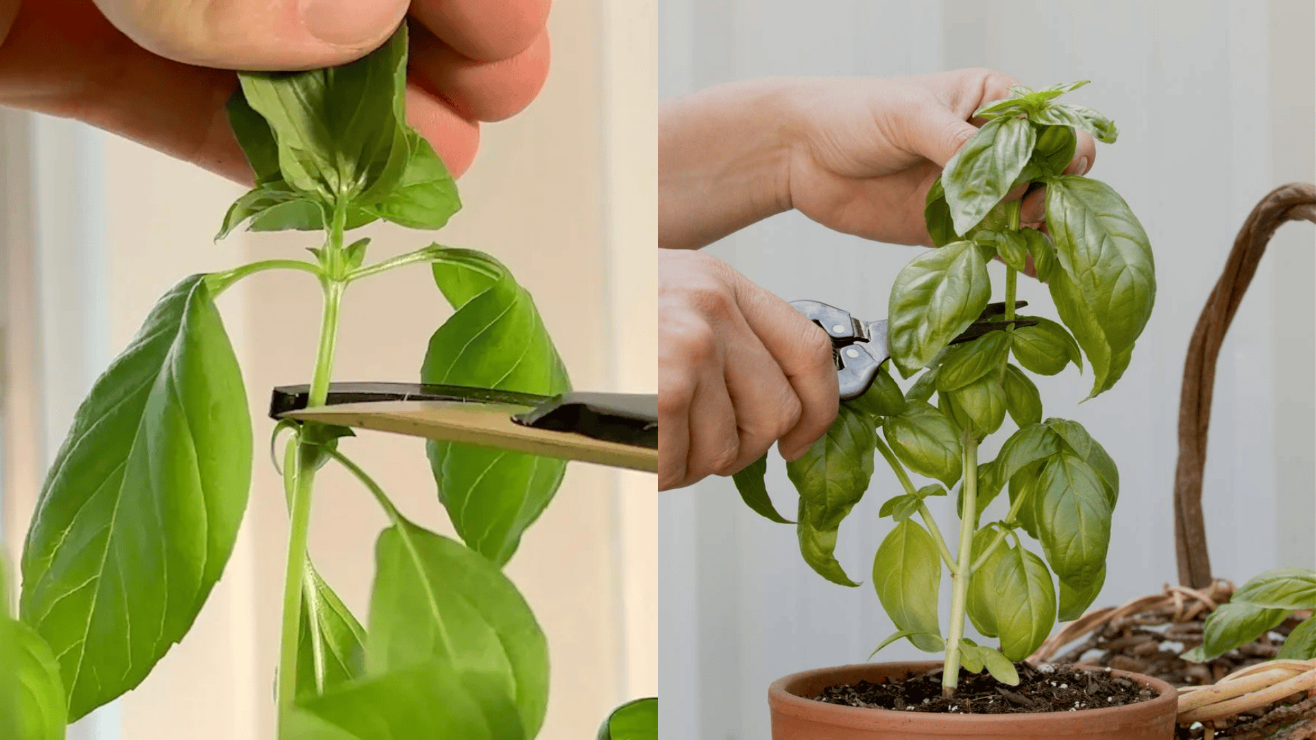 thinning basil seedlings