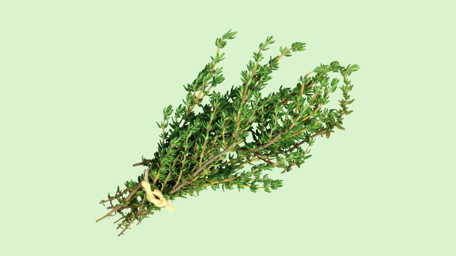 A tied bunch of fresh thyme showing thick woody stems at the base and tender leafy tips, helping identify which thyme stems you can eat