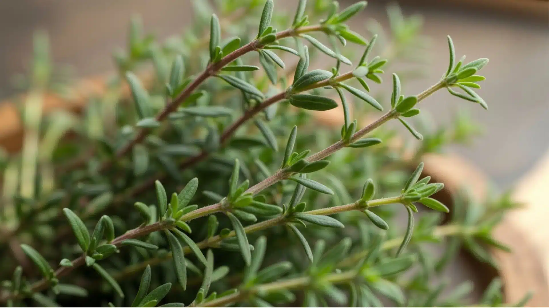 Close-up of a thyme plant showing woody brown stems and soft green tips, illustrating which thyme stems are edible and which to avoid.