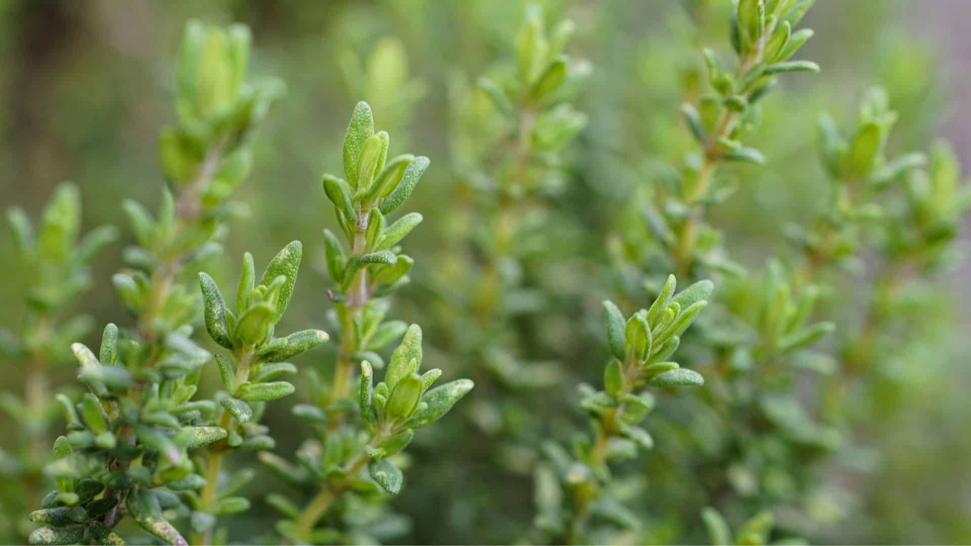 Close-up of young thyme stems with small green leaves growing in a garden, showing the tender soft stems that are safe to eat