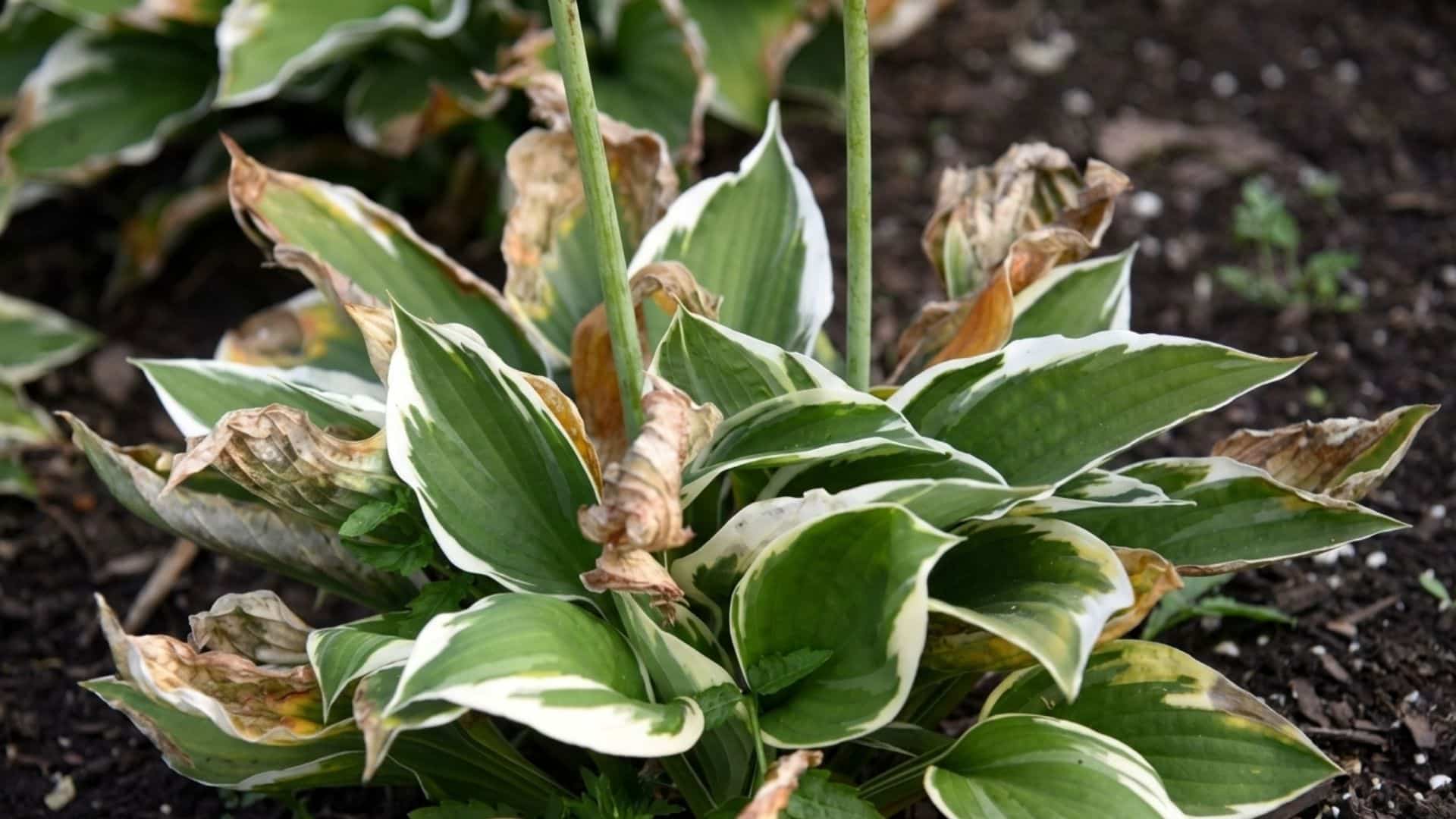Hosta plant with brown wilting leaf edges growing in dark garden soil showing signs of pest damage or underwatering