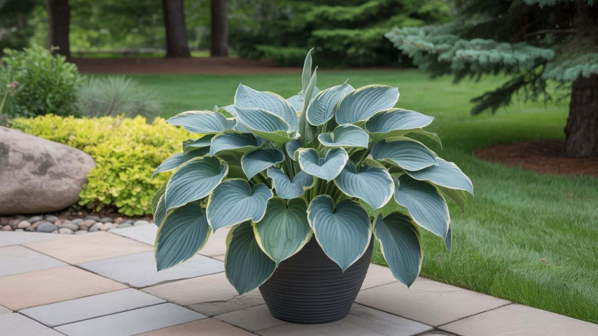 Large blue-green hosta with cream leaf edges growing in a dark ribbed container pot placed on a stone patio beside a lawn