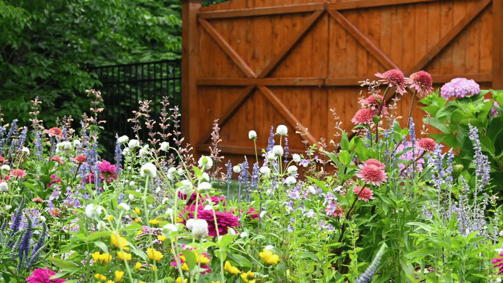 Colorful cottage garden with layered flowers, purple blooms, and wooden fencing surrounded by dense green plants.