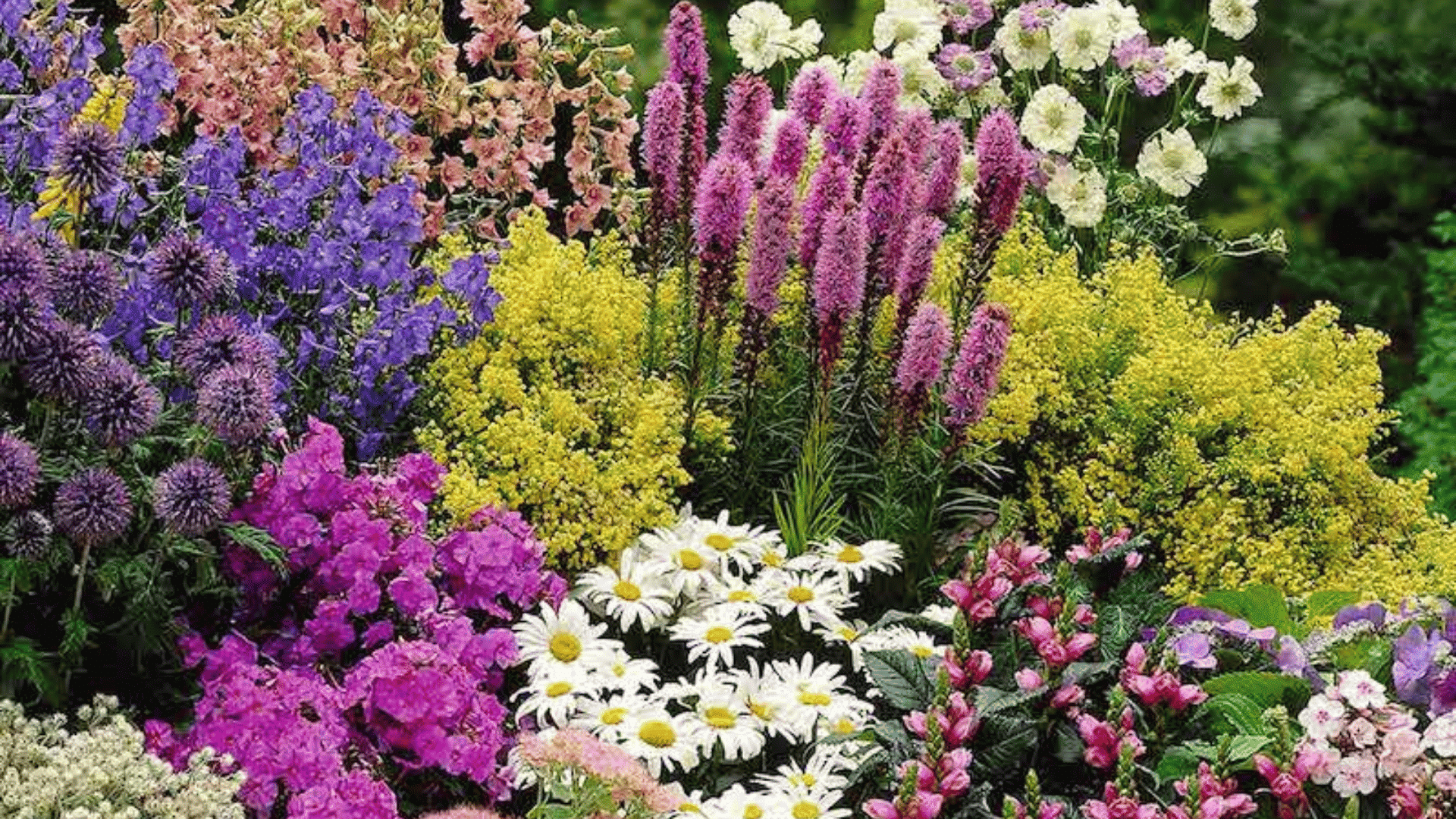Colorful flower garden with pink, purple, yellow, and white blooms arranged in a dense landscaped flower bed.