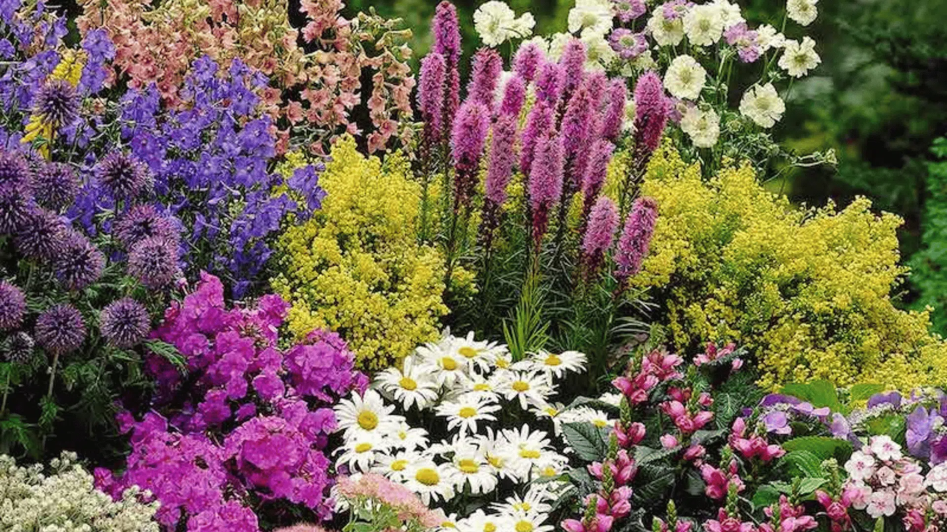 Colorful flower garden with pink, purple, yellow, and white blooms arranged in a dense landscaped flower bed.