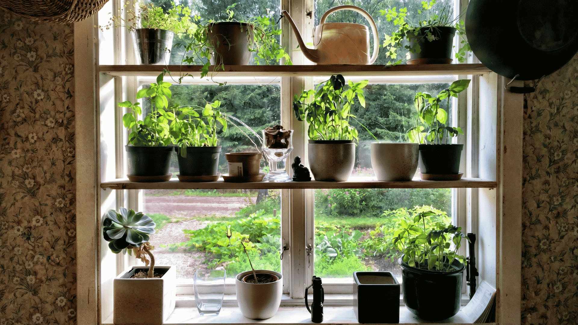 Indoor windowsill herb garden with potted green herbs arranged on wooden shelves beside a bright kitchen window.