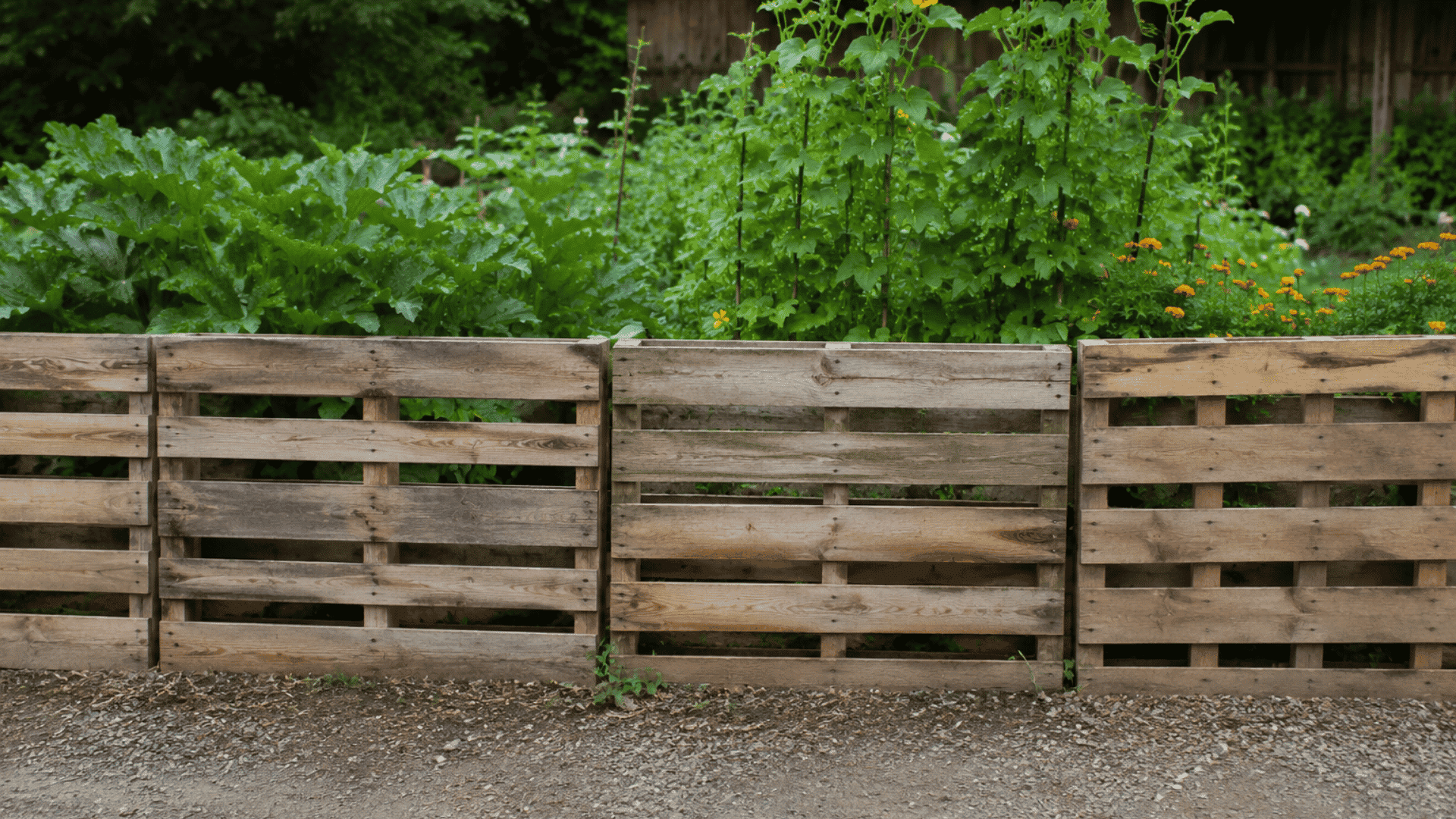 Pallet wood fence around a vegetable garden with leafy plants behind it