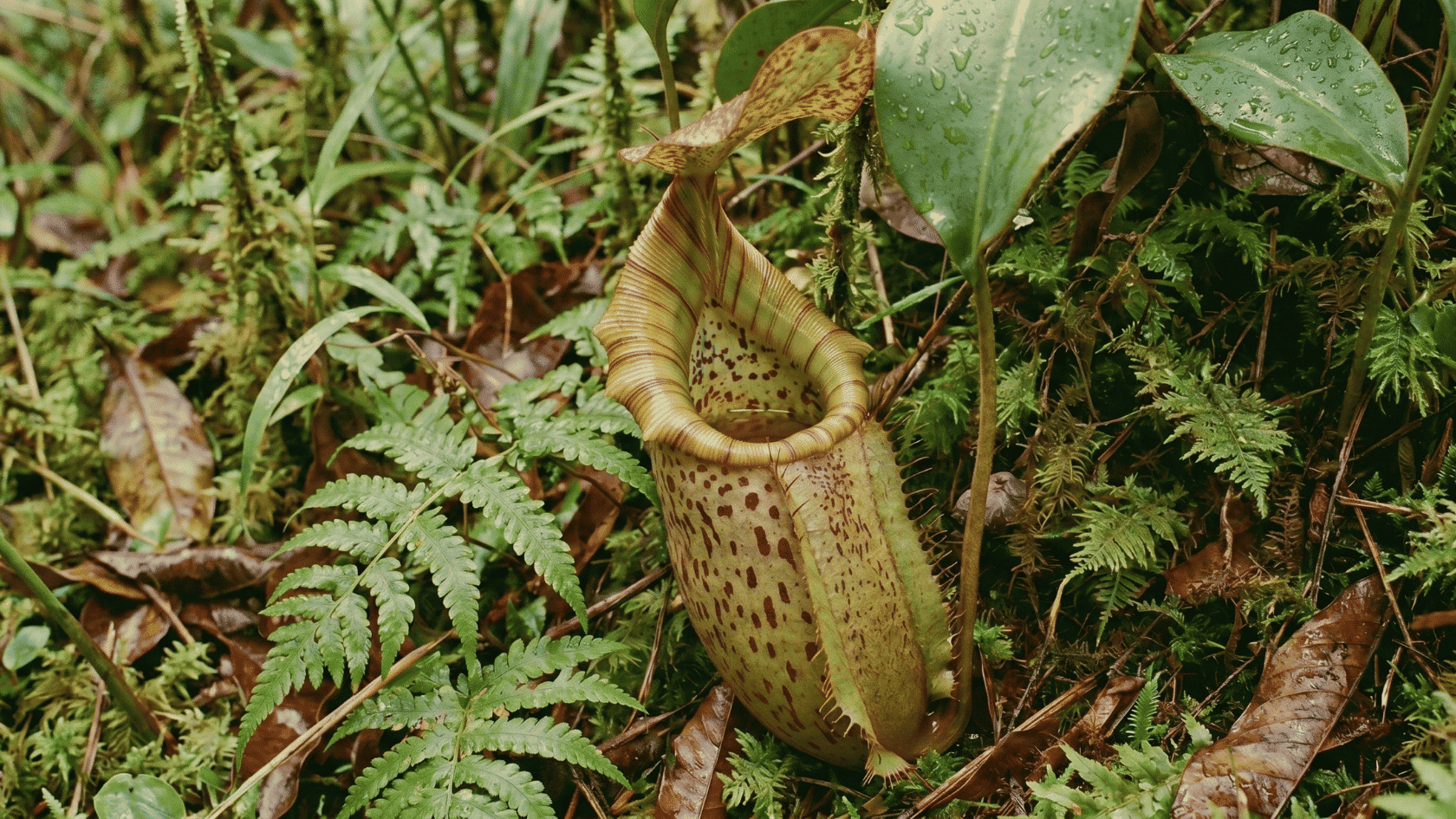 Pitcher plants trapping insects on the rainforest floor