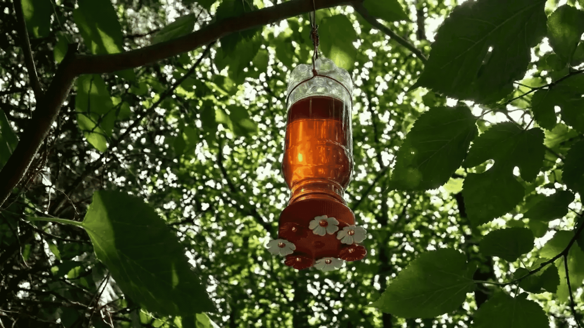 Plastic bottle DIY hummingbird feeder with red flower ports hanging under leafy tree branches
