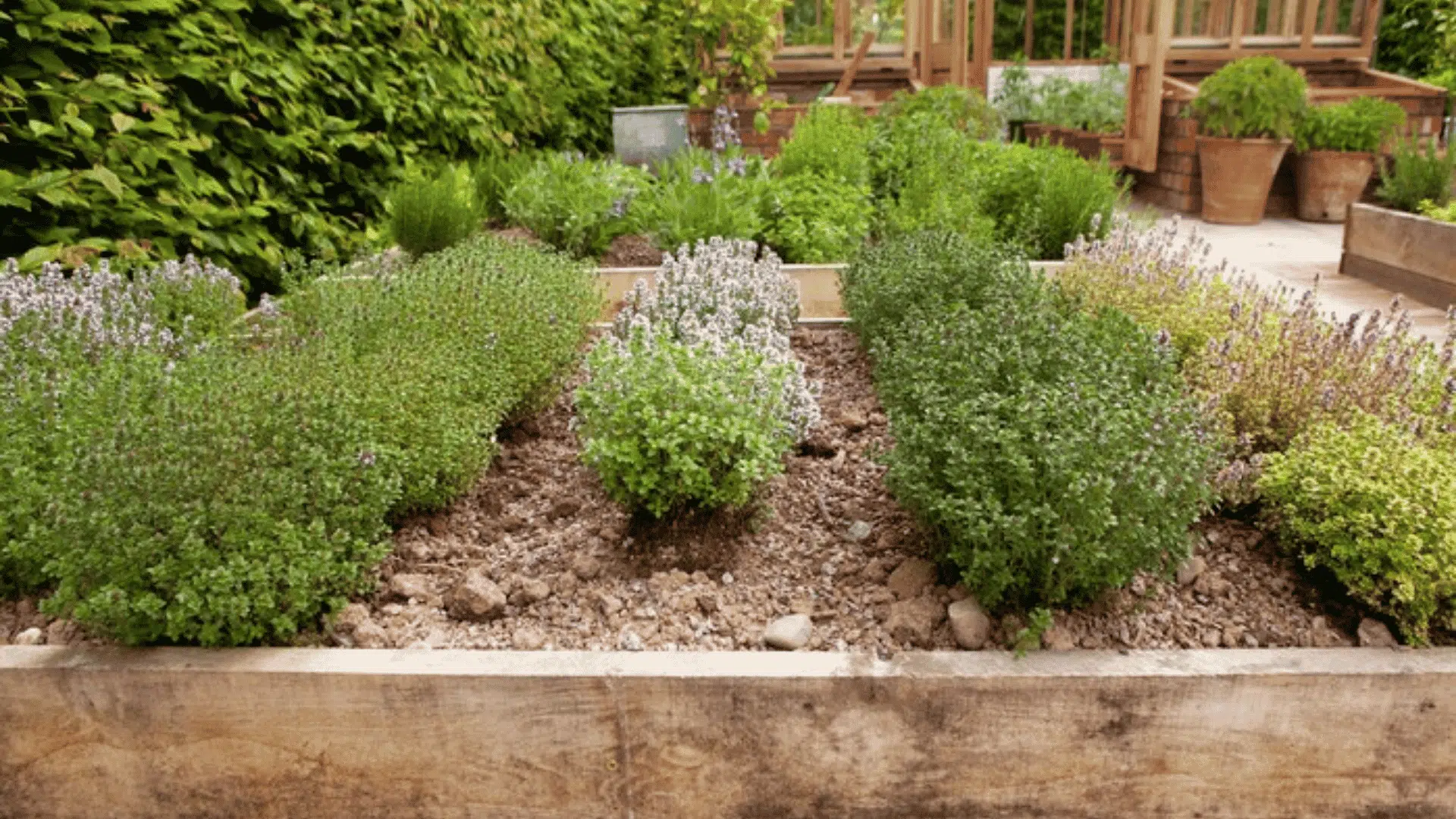 Raised wooden herb garden bed with green thyme and herb plants growing in an organized backyard layout.
