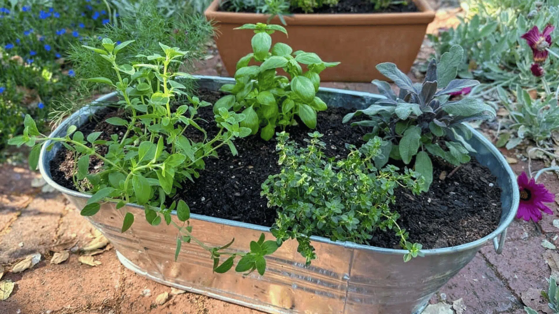 Rustic metal container herb garden with basil, thyme, and sage plants growing beside a garden pathway outdoors.