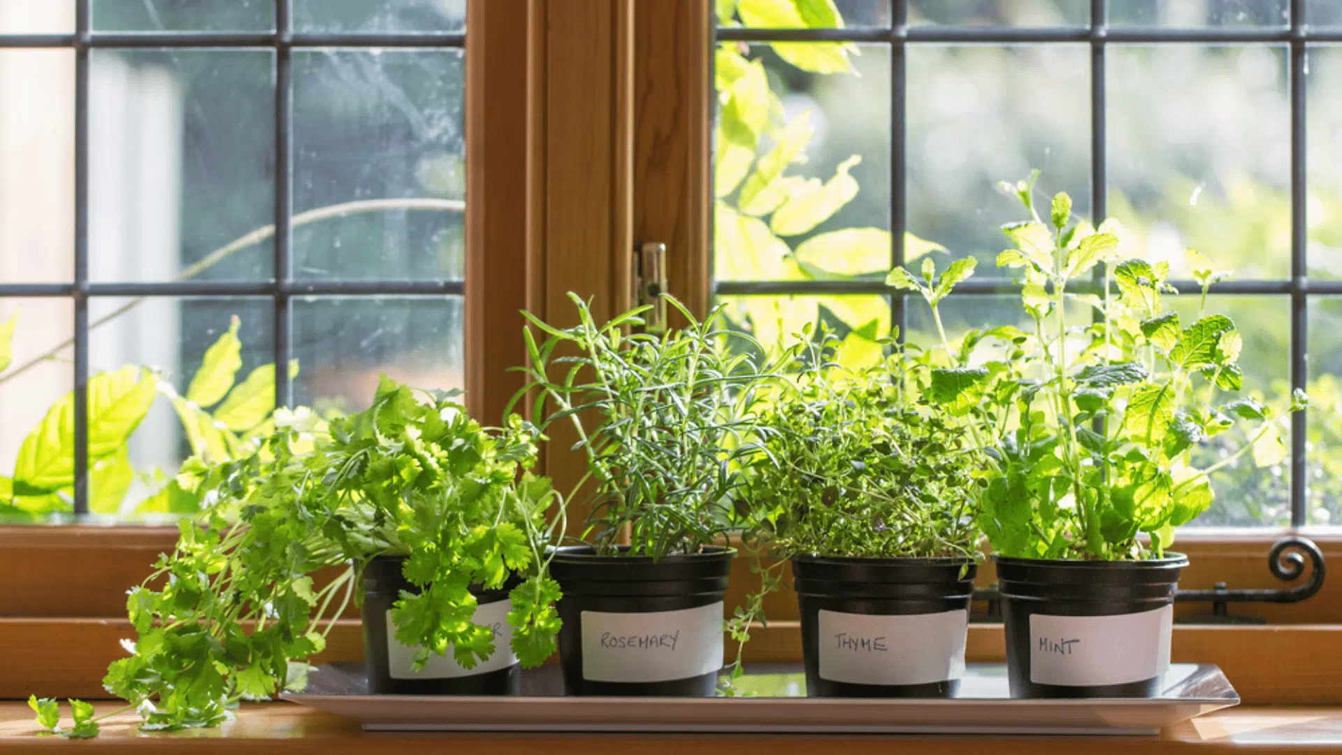 Small indoor herb garden with rosemary, thyme, mint, and cilantro growing in pots on a sunny windowsill.