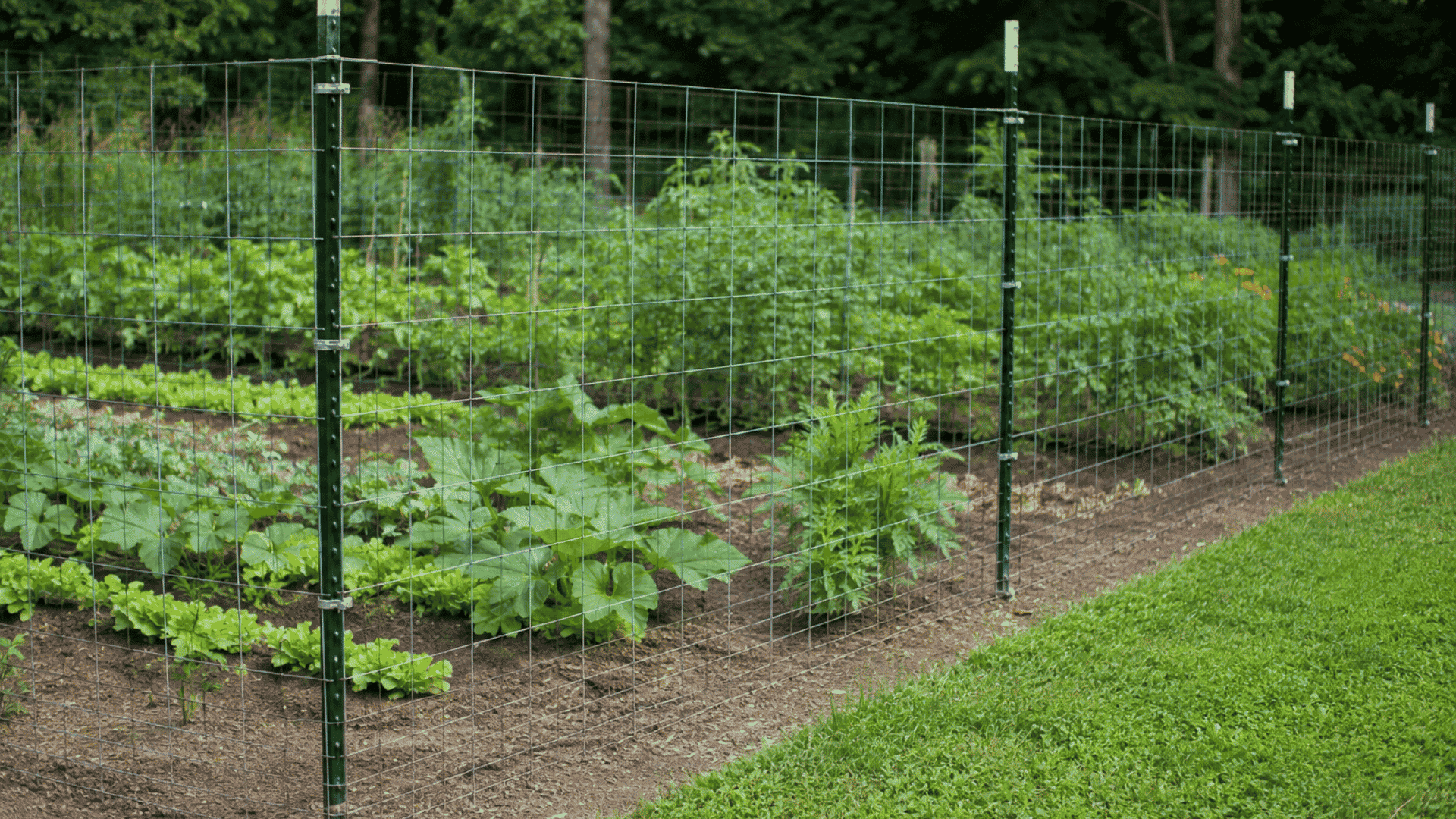 T-post and wire fence around a vegetable garden with leafy plants inside