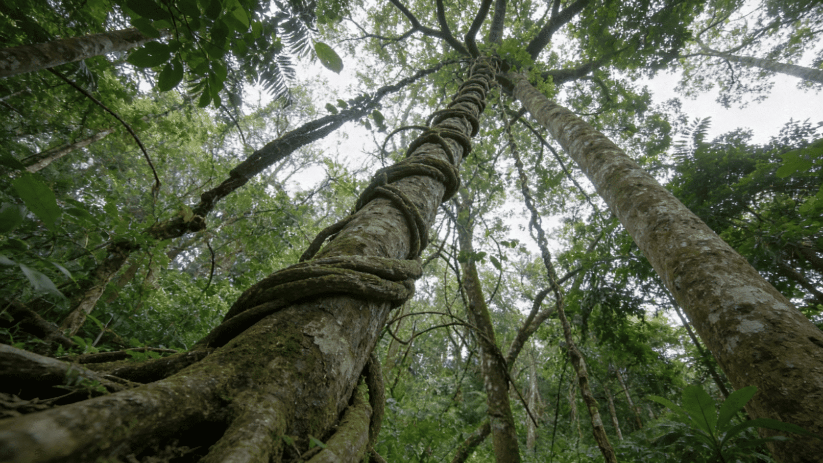 Woody lianas climbing trees from the forest floor to the canopy