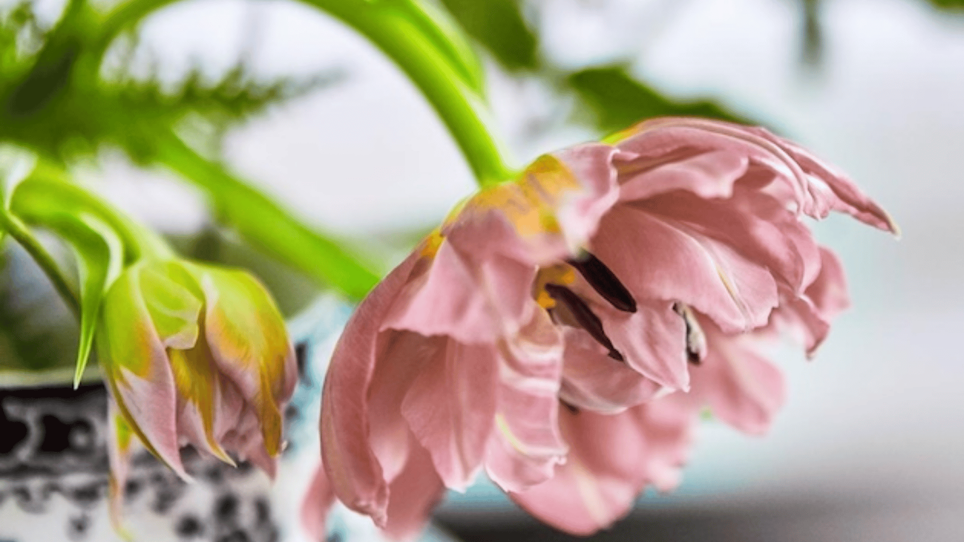 drooping-pink-tulips-with-soft-petals-in-a-vase