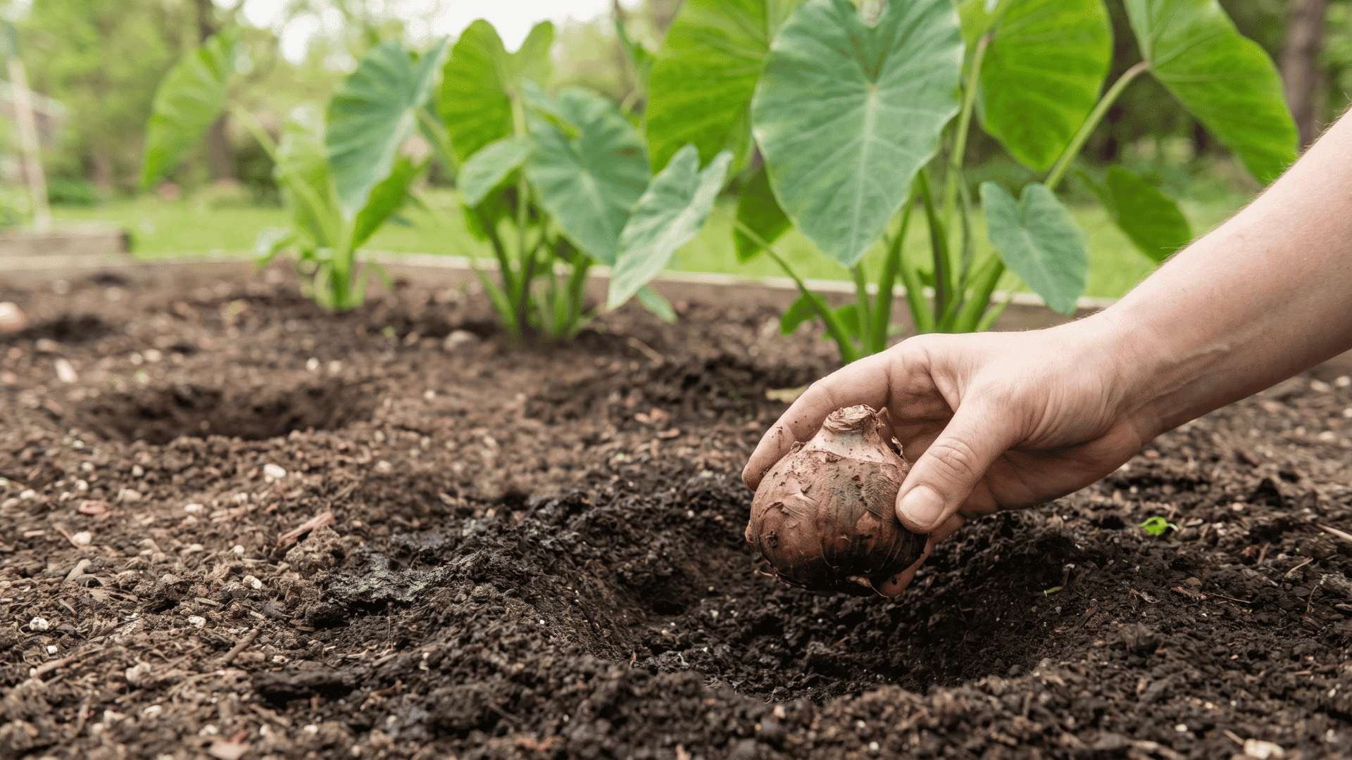 Elephant ear bulb planted in warm soil beside a thermometer reading 60–65°F in a garden bed