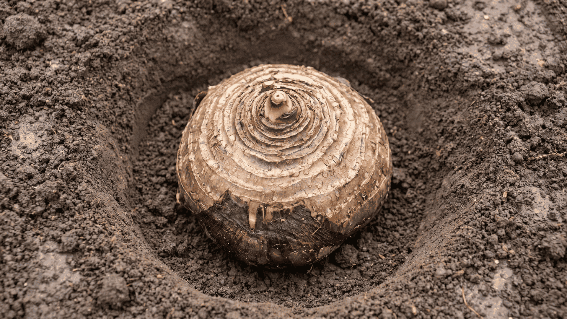 Elephant ear bulb positioned in soil with rings facing upward