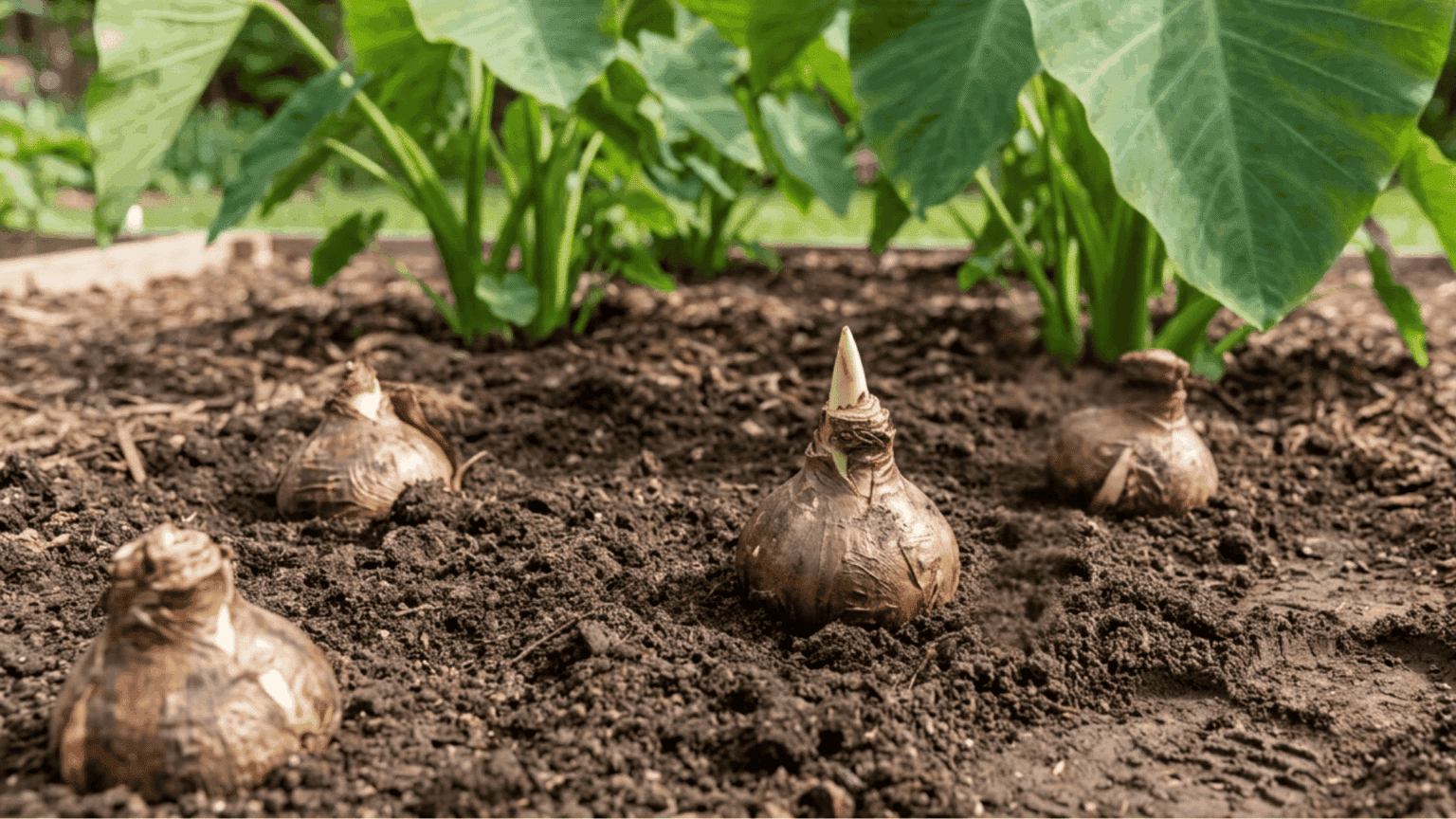 Elephant ear bulbs being planted in warm garden soil beside large mature elephant ear plants