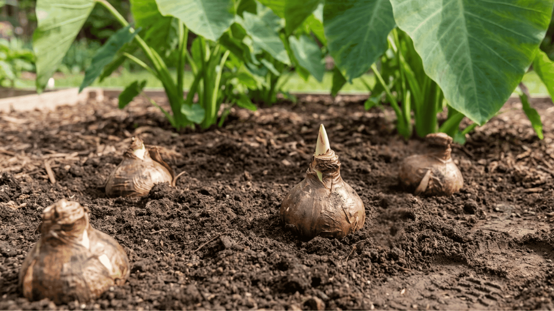 Elephant ear bulbs being planted in warm garden soil beside large mature elephant ear plants