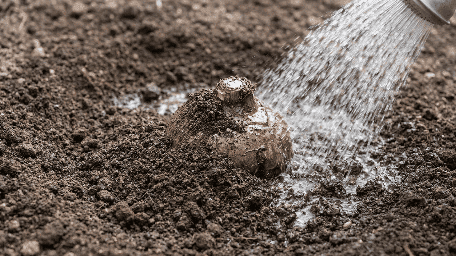 Freshly planted elephant ear bulb watered in with loose moist soil