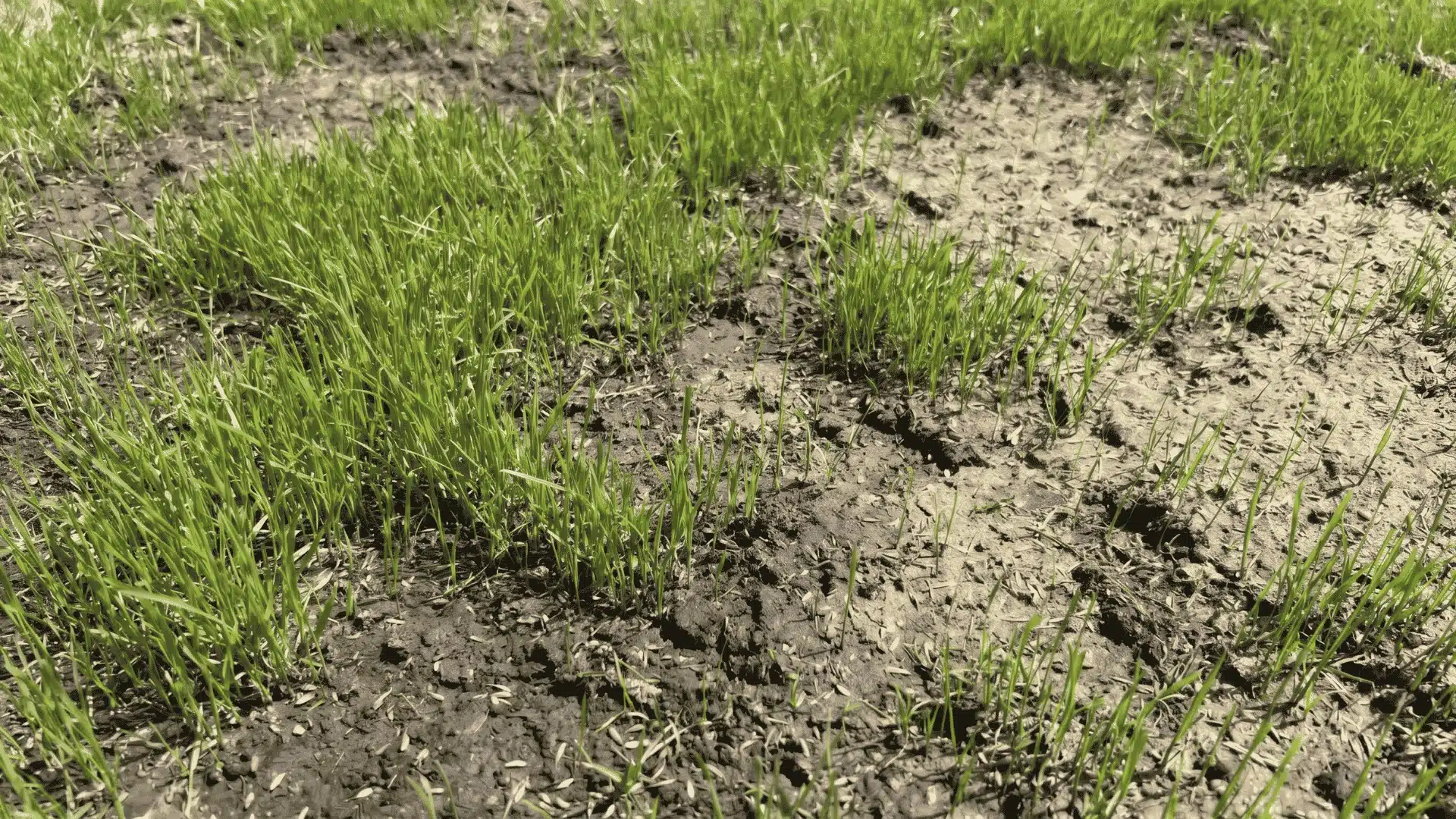grass sprouts growing unevenly in soil with dry and moist patches in a backyard lawn