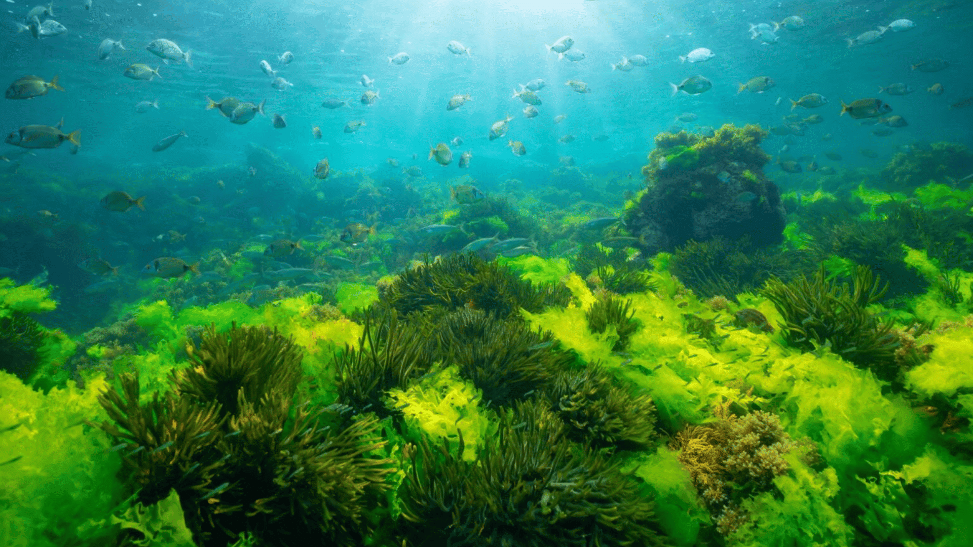 Green seaweed covering a shallow ocean floor with small fish swimming in clear blue water.