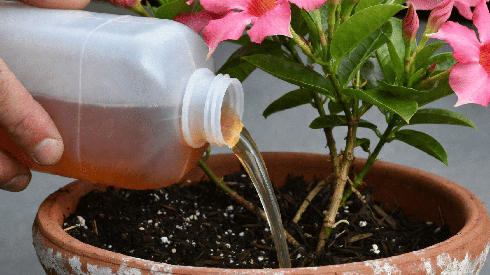 Liquid fertilizer being poured into a pot with a flowering mandevilla plant outdoors