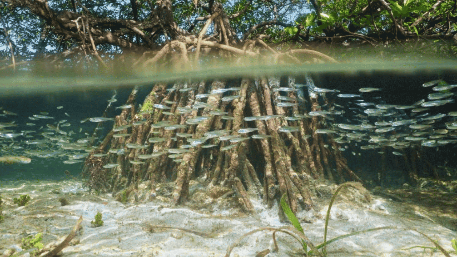 Mangrove roots growing above and below clear coastal water with small fish swimming nearby.