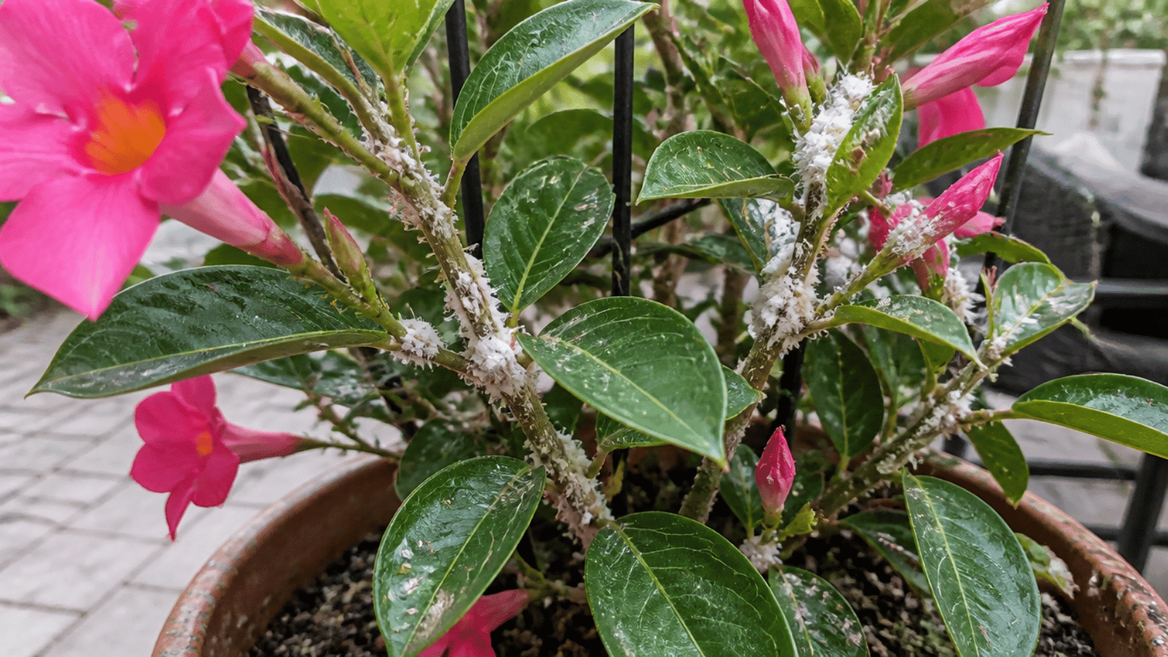 Mealybugs clustered on the stems and leaves of a potted mandevilla plant with pink flowers