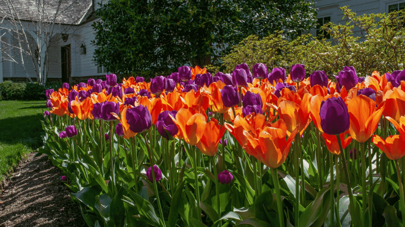 orange-and-purple-tulips-blooming-in-a-sunny-garden-bed-near-a-house