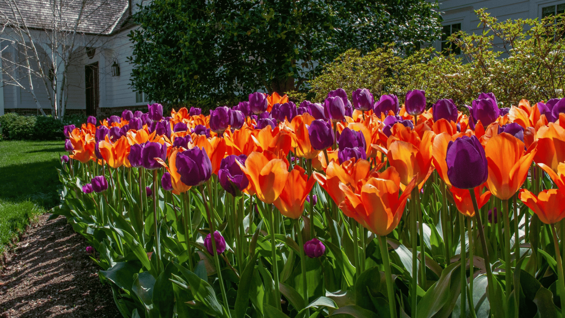 orange-and-purple-tulips-blooming-in-a-sunny-garden-bed-near-a-house