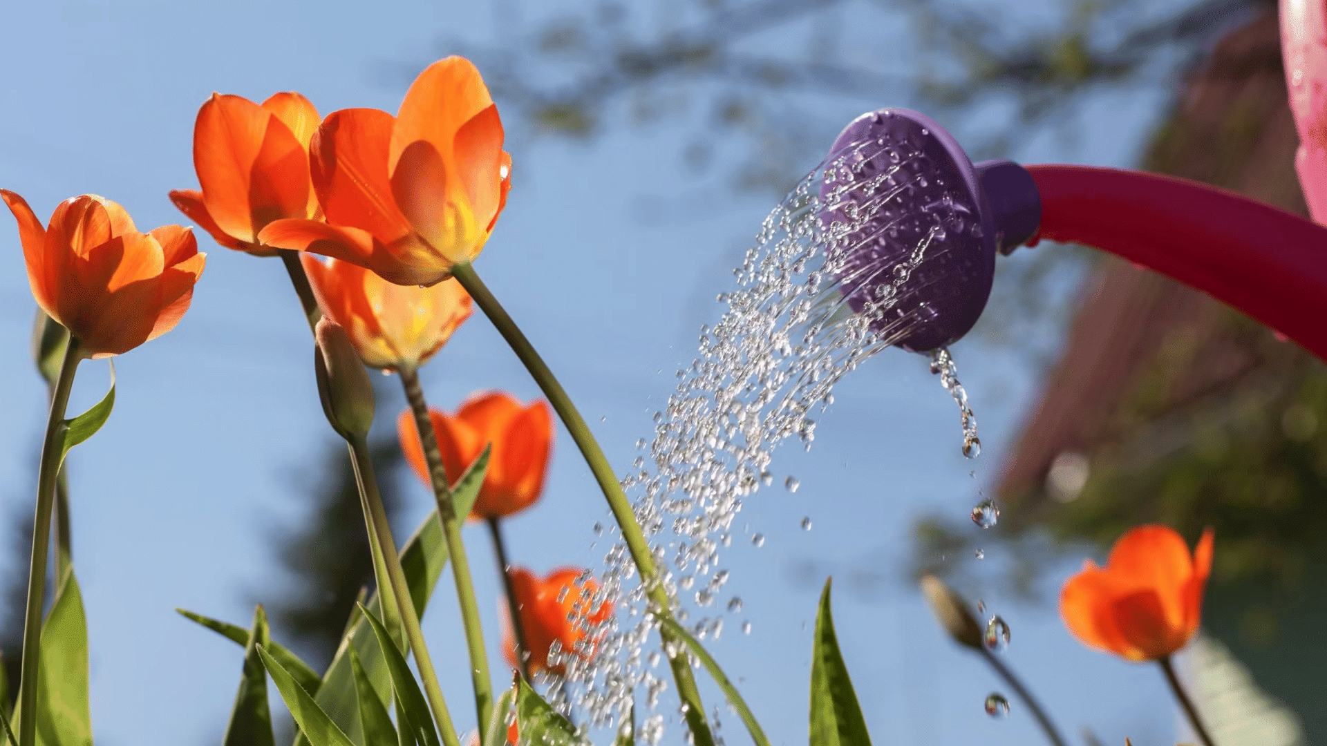 Orange tulips being watered with a sprinkler can in bright sunlight.