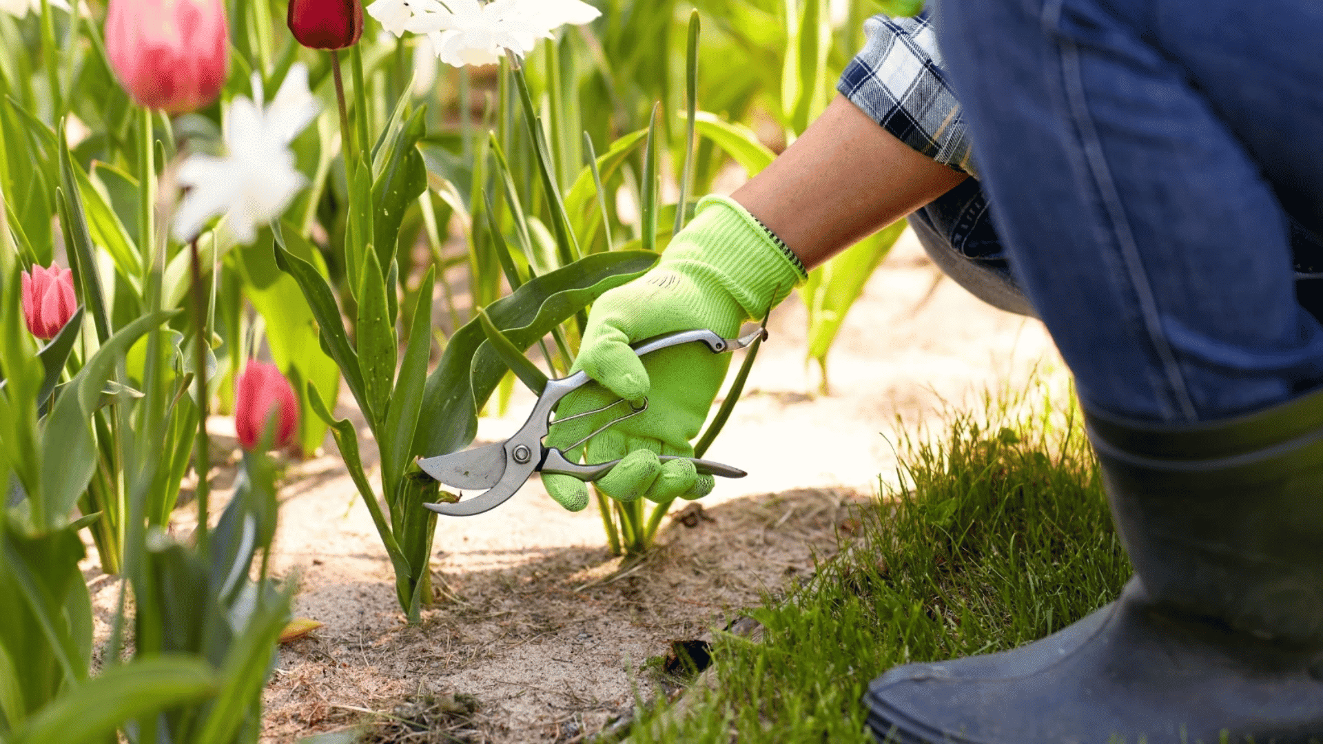 person-pruning-tulips-with-garden-shears-in-a-sunny-flower-bed