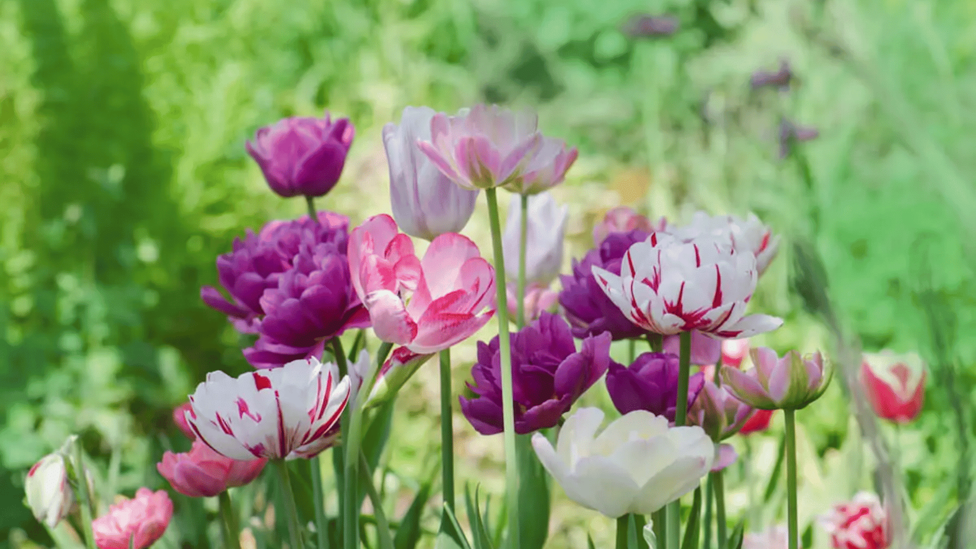 Pink, purple, and white tulips blooming in a green garden bed.