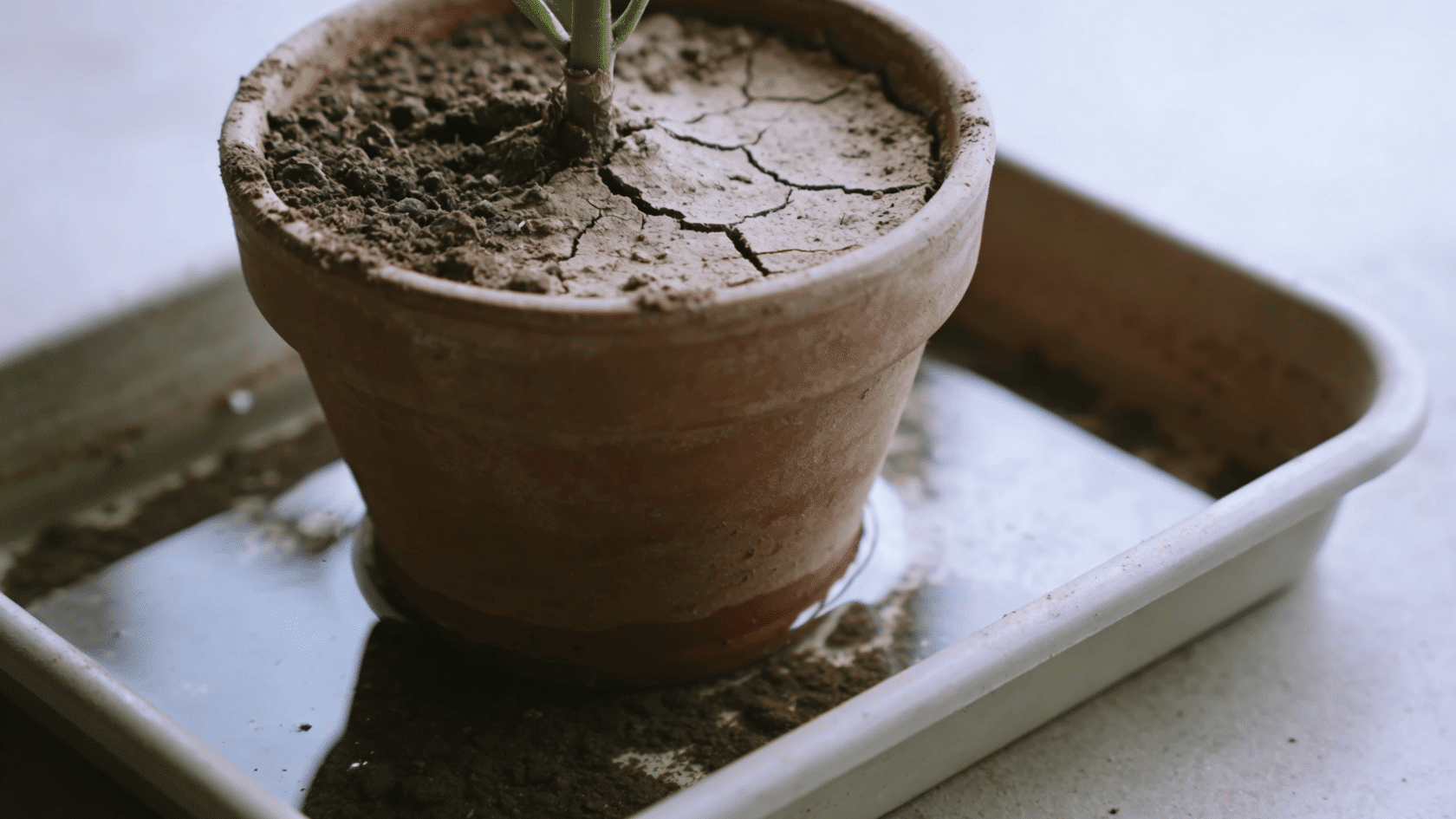 Potted plant placed in a tray of water with dry soil on top for bottom watering
