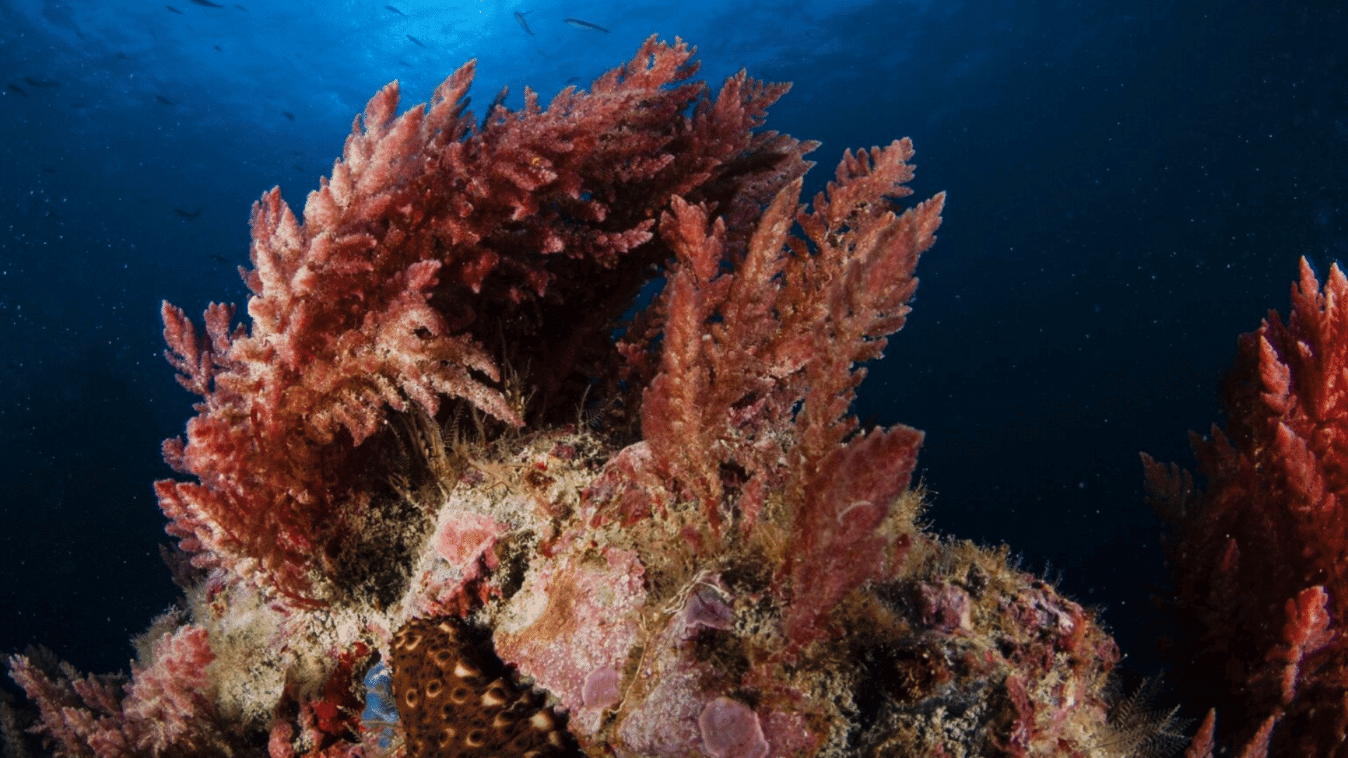 Red algae growing on a rocky reef under clear blue ocean water.