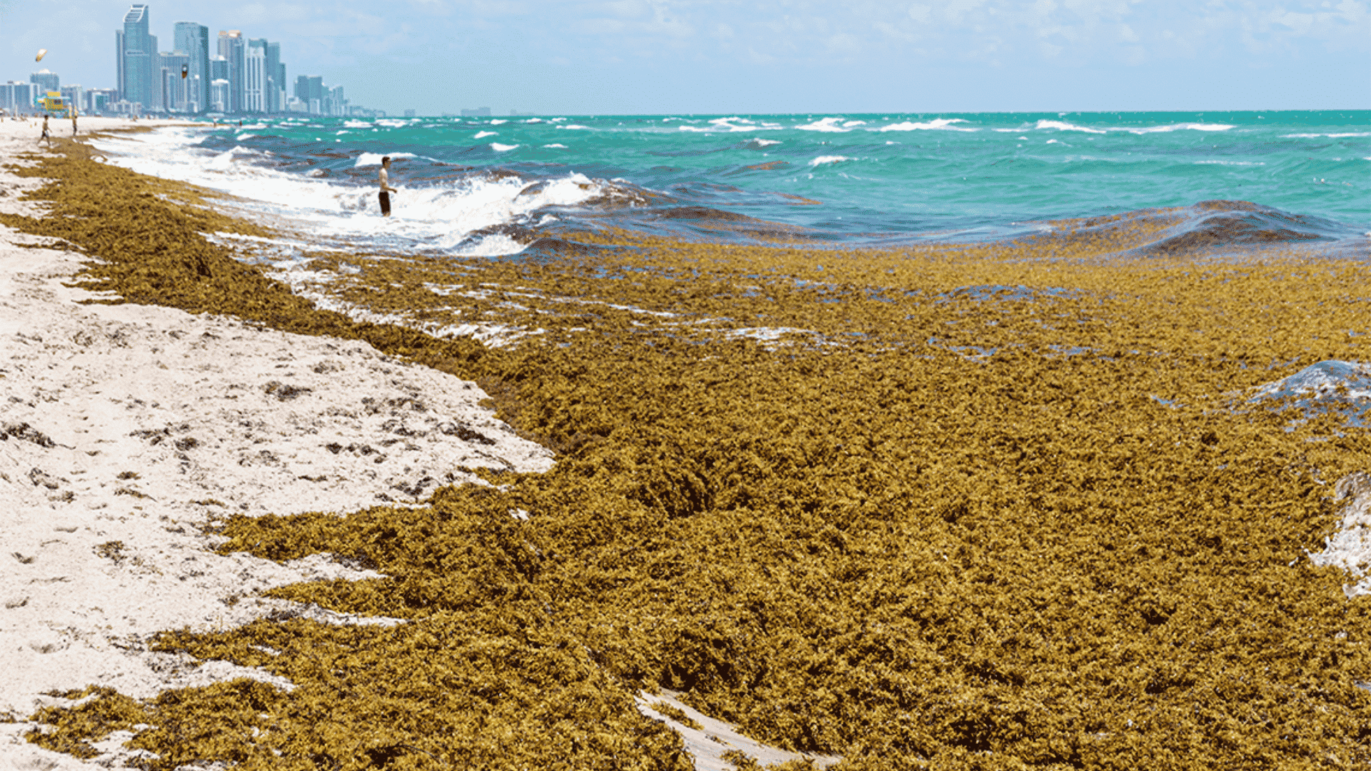 Sargassum seaweed washed onto a beach with turquoise ocean water and a city skyline in the distance.