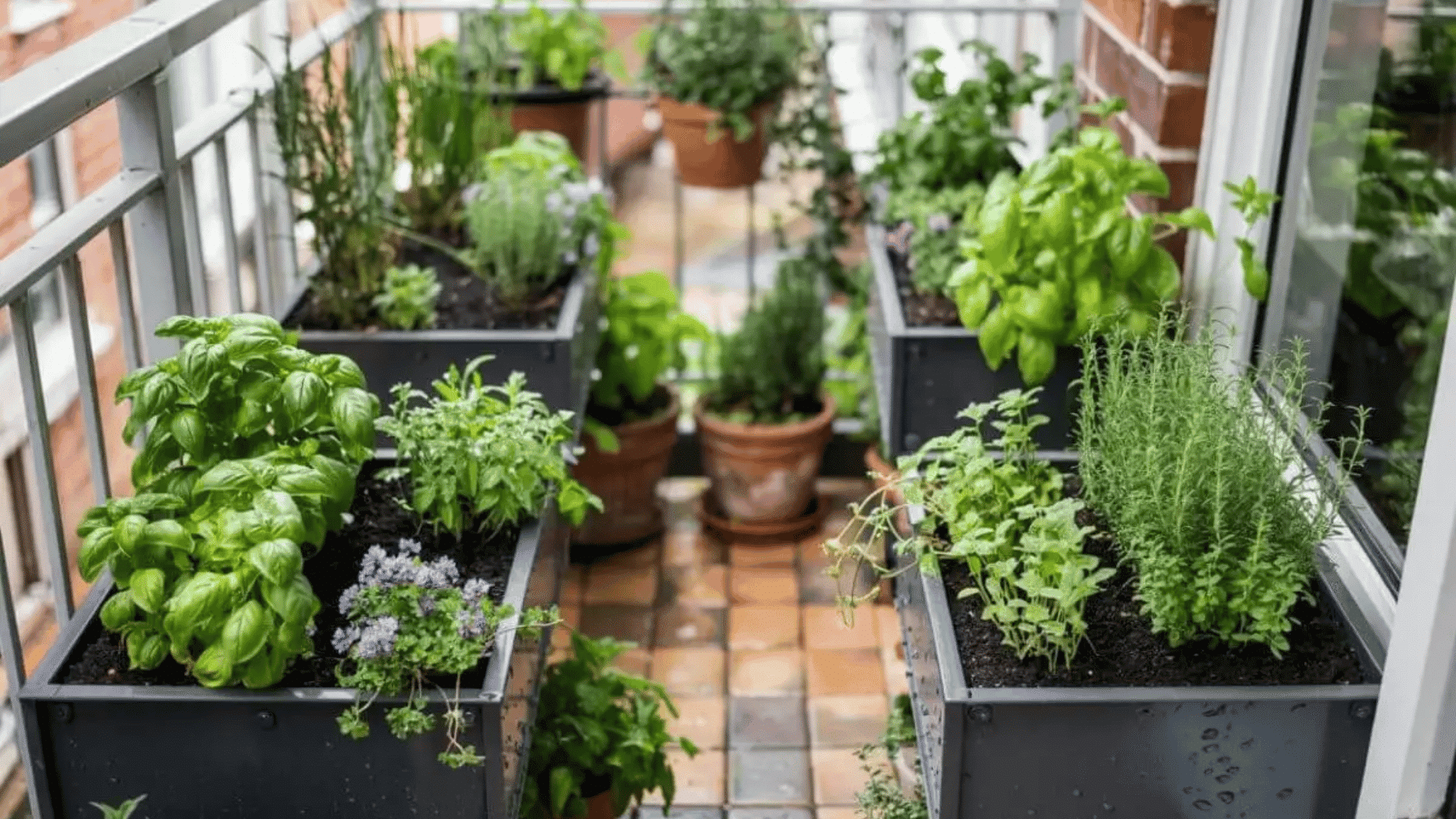 small balcony herb garden with potted basil mint and rosemary plants arranged in a compact outdoor space