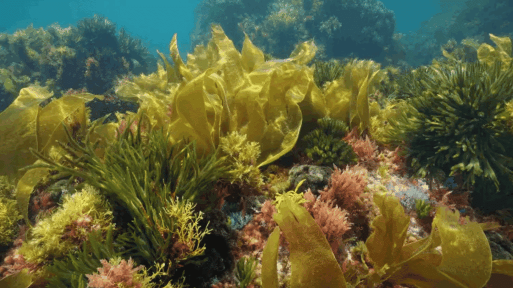 underwater-seaweed-and-algae-growing-on-a-rocky-ocean-floor-in-clear-blue-water