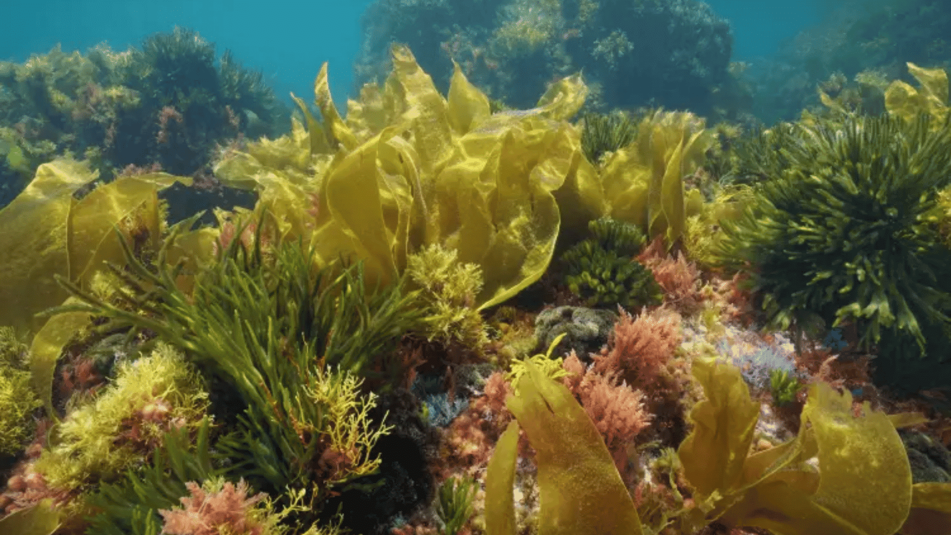 underwater-seaweed-and-algae-growing-on-a-rocky-ocean-floor-in-clear-blue-water