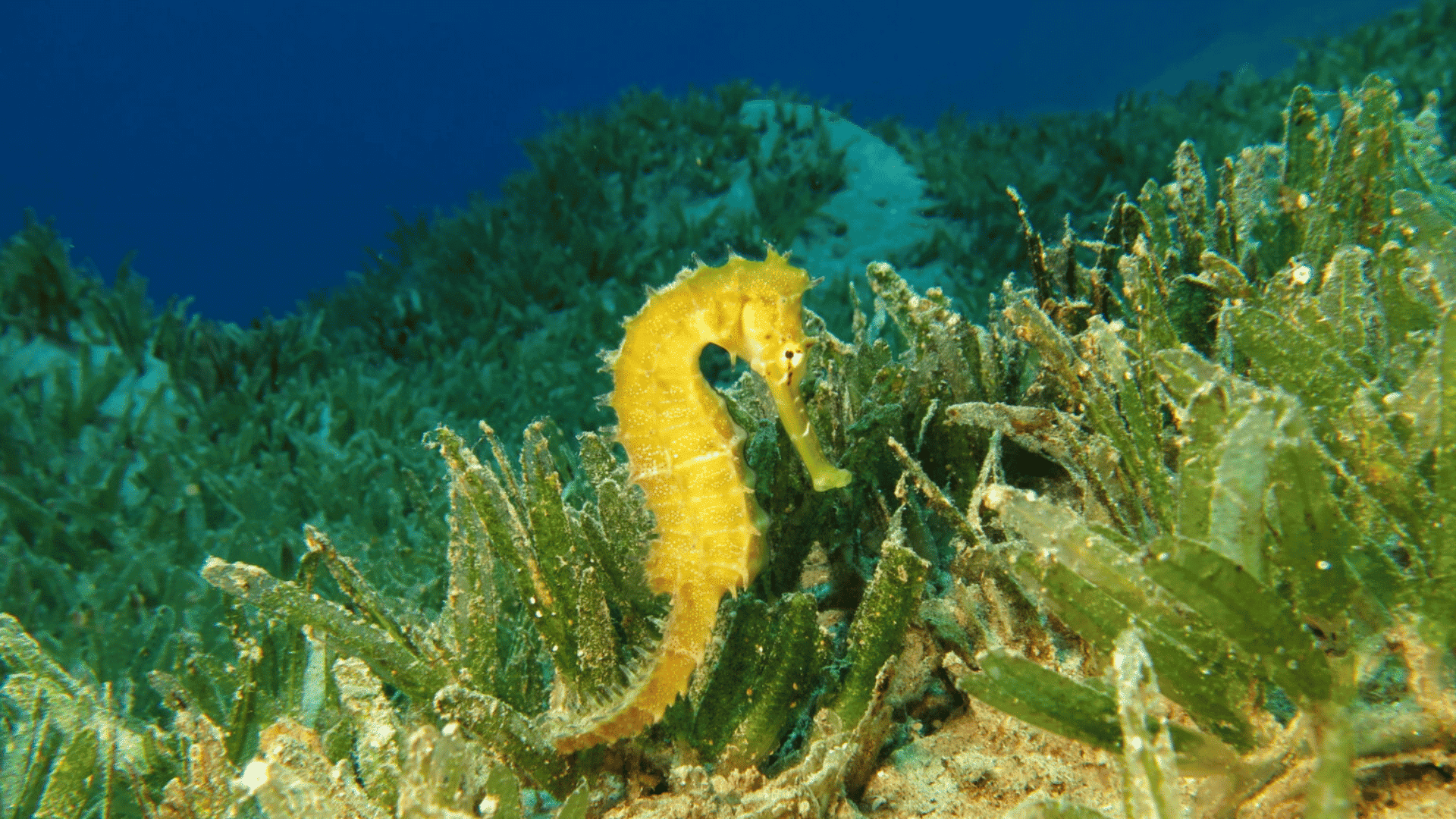 Yellow seahorse resting in a seagrass meadow on a sandy ocean floor.