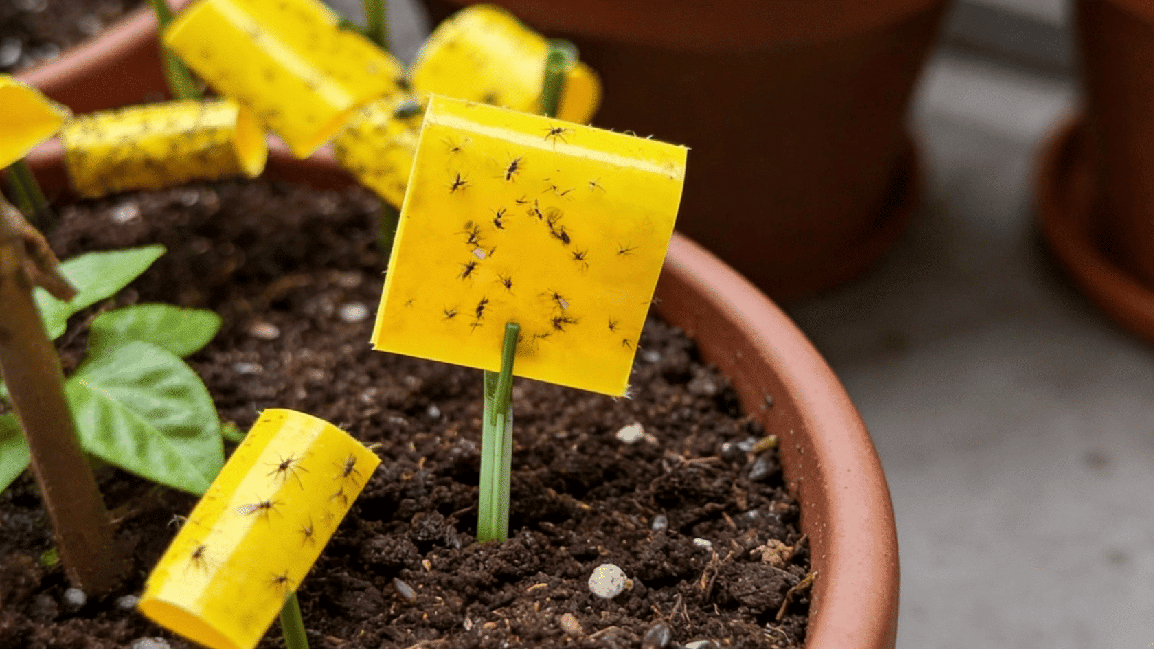 Yellow sticky traps placed in potted plant soil to catch fungus gnats